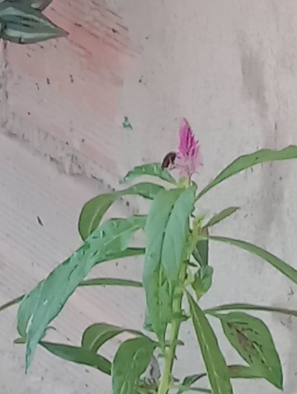 Identificação da planta Crista  de galo por foto