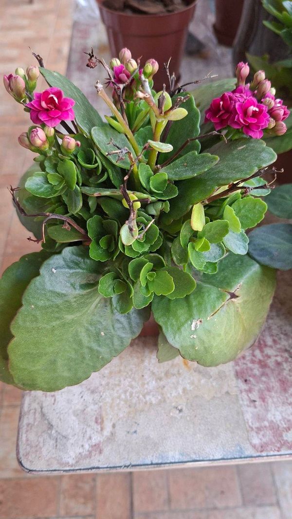 Identificação da planta Flor da fortuna por foto