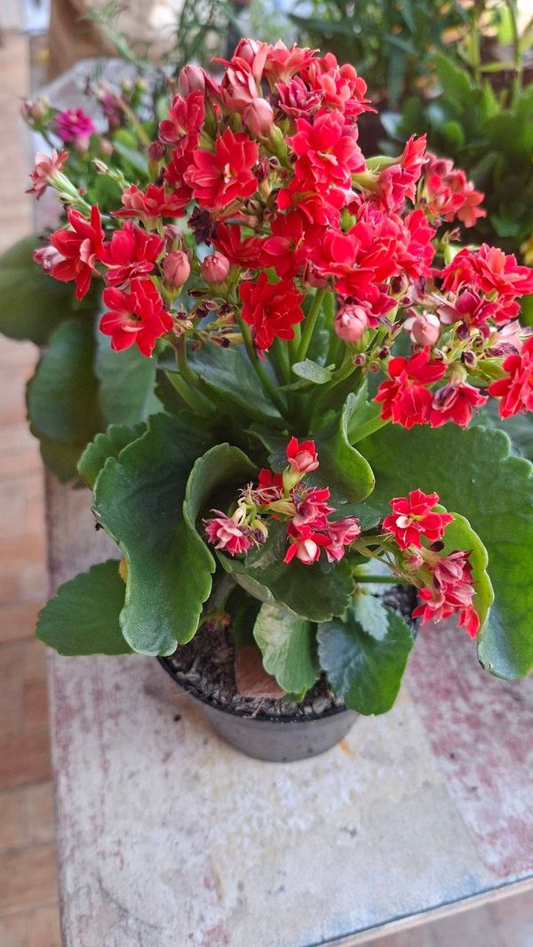 Identificação da planta Flor da fortuna por foto