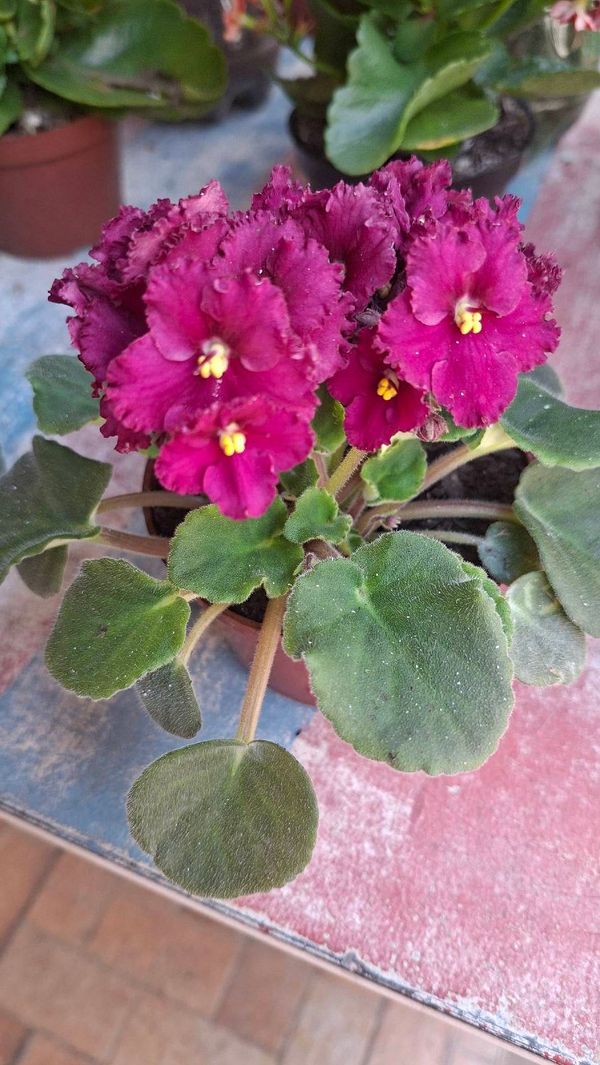 Identificação da planta Violeta-africana por foto
