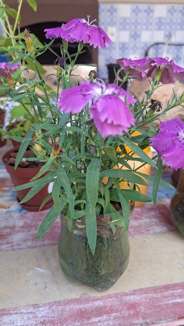 Identificação da planta Cravina por foto