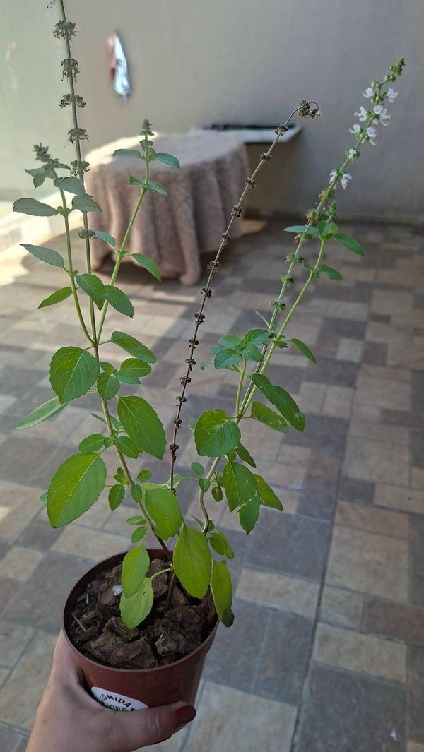 Identificação da planta Manjericão por foto