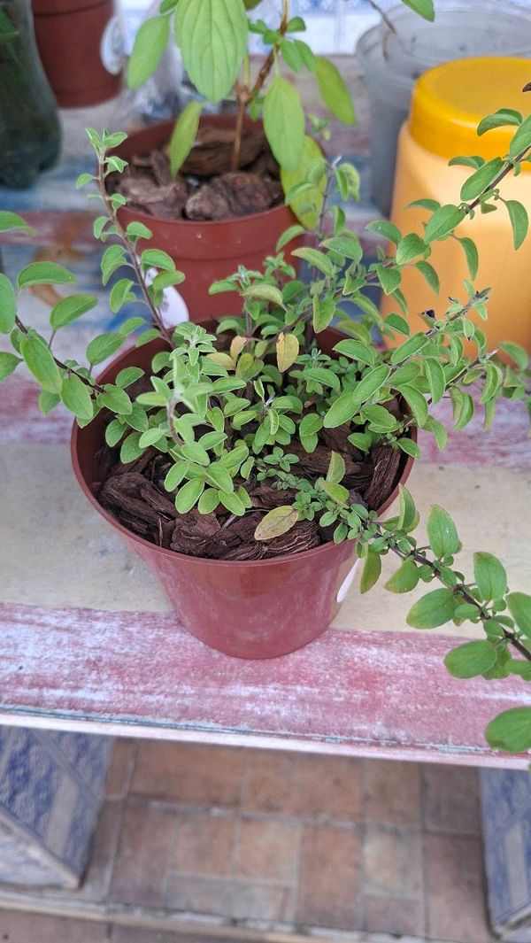 Identificação da planta Orégano por foto