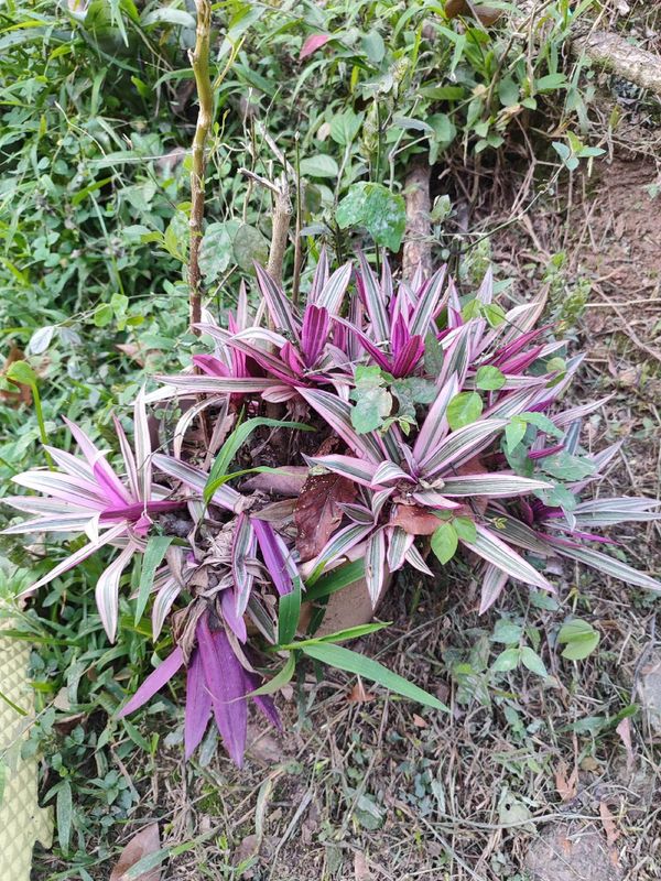 Identificação da planta Abacaxi roxo por foto