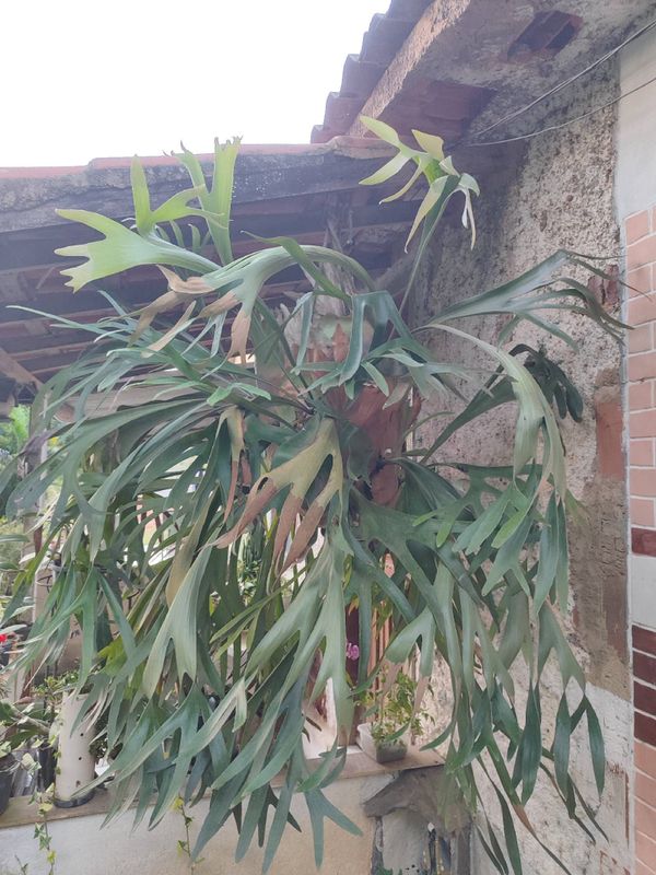 Identificação da planta Samambaia-de-chifre por foto