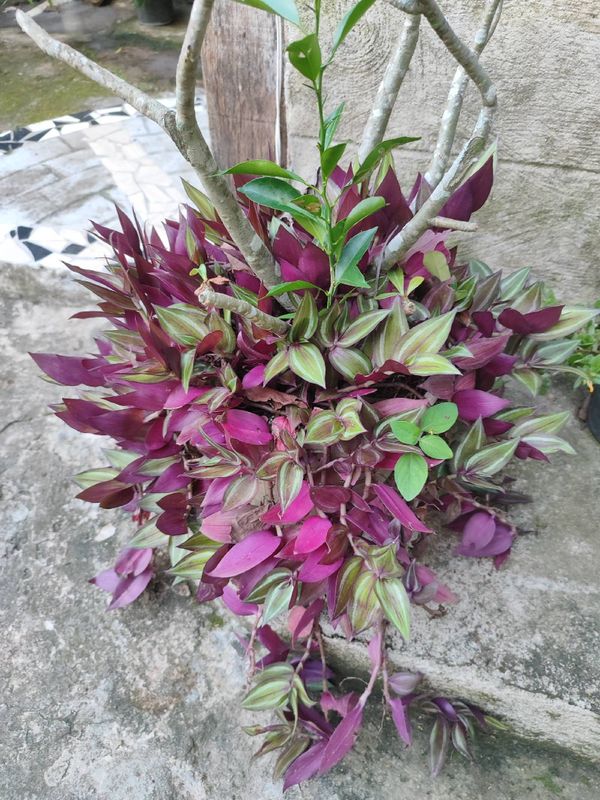 Identificação da planta Lambari roxa por foto
