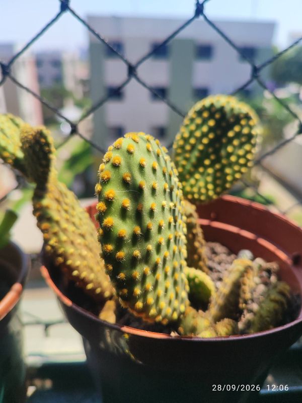 Identificação da planta Palma-de-santa-rita por foto