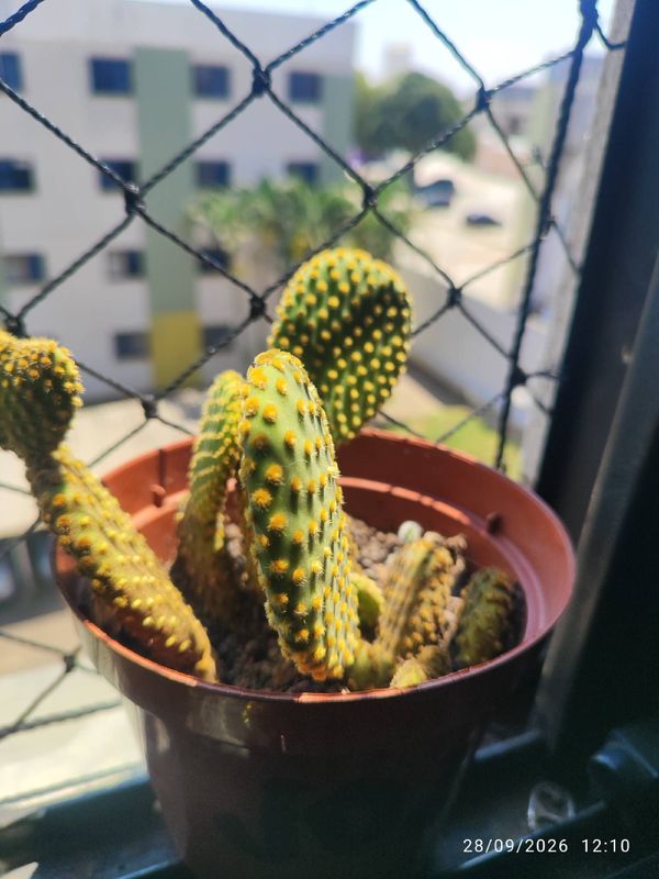 Identificação da planta Orelha de Mickey por foto