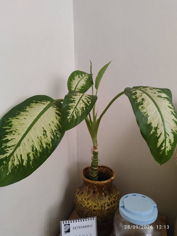 Identificação da planta Comigo ninguém-pode por foto