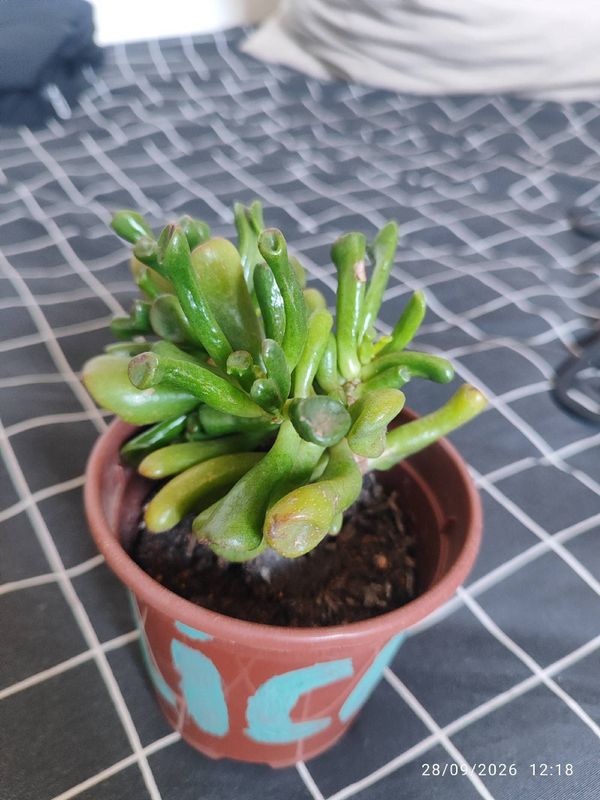 Identificação da planta Jade por foto