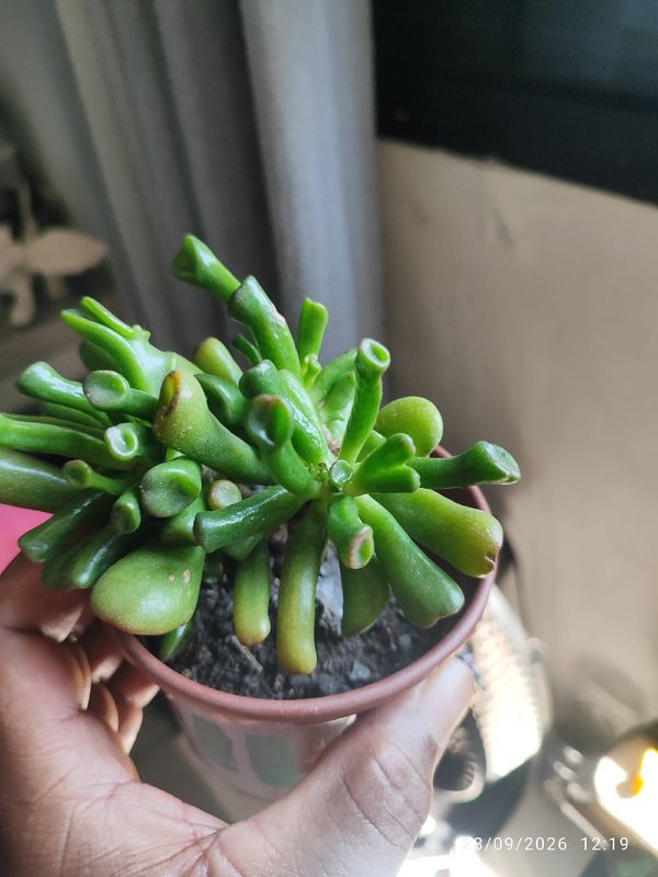 Identificação da planta Jade por foto