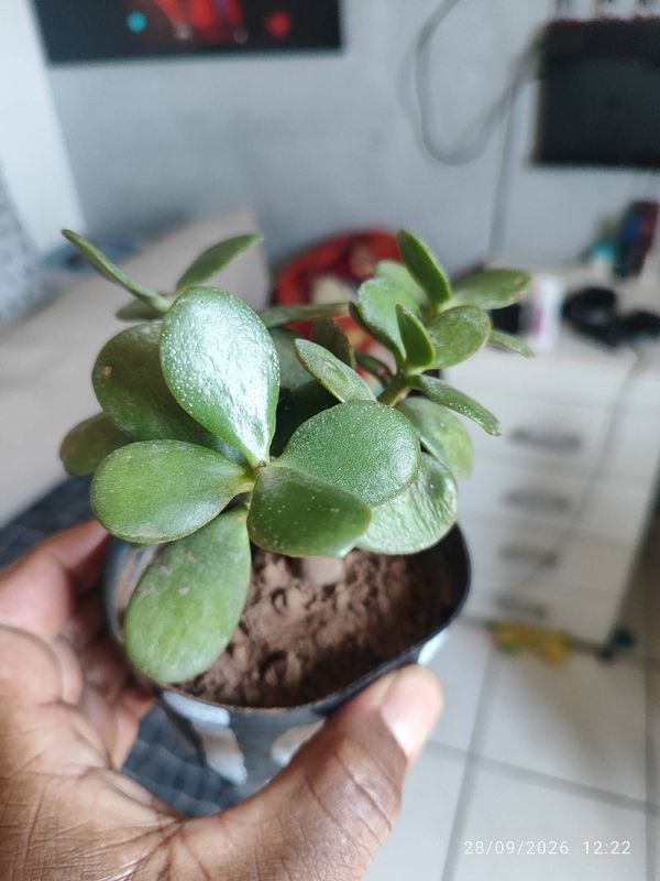 Identificação da planta Jade por foto