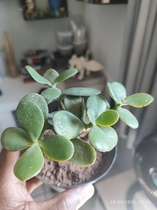 Identificação da planta Jade por foto