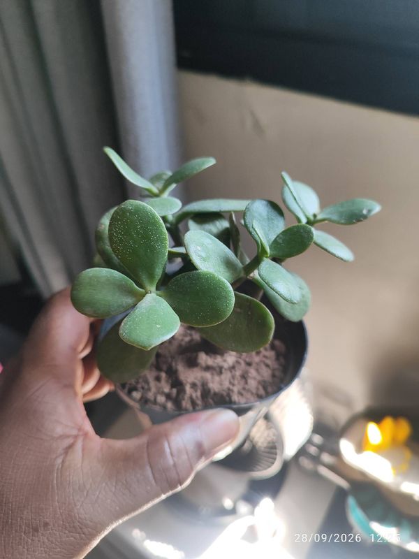Identificação da planta Jade por foto