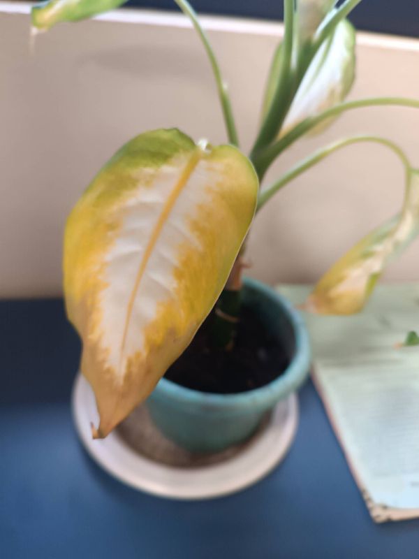 Identificação da planta Comigo-ninguém-pode por foto