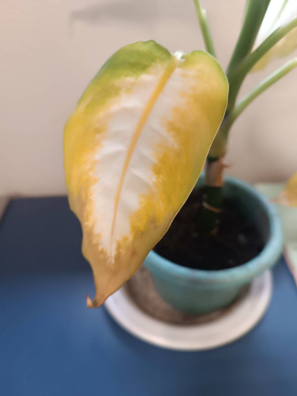 Identificação da planta Comigo ninguém-pode por foto