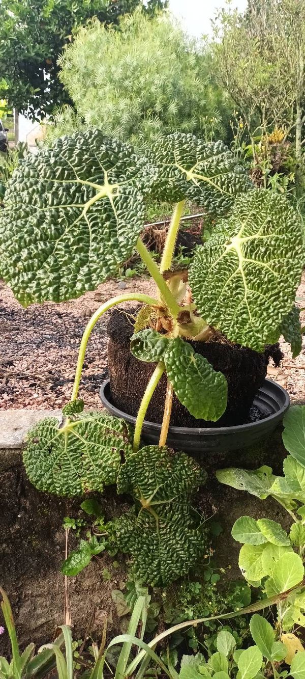 Identificação da planta Begonia gehrtii por foto
