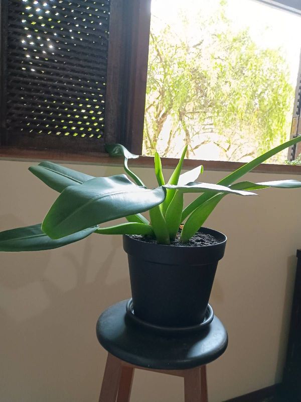 Identificação da planta Pacová por foto