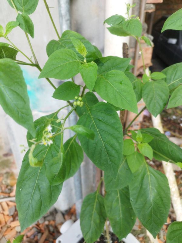 Identificação da planta Maria pretinha por foto