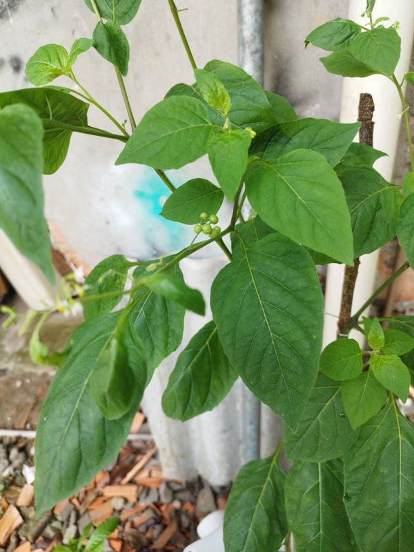 Identificação da planta Maria pretinha por foto