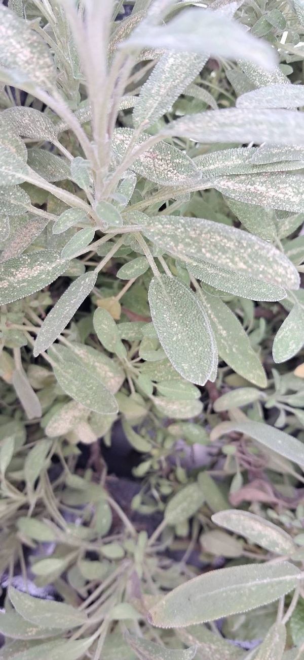 Identificação da planta Sálvia por foto