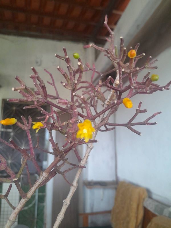 Identificação da planta Cacto-macarrão por foto