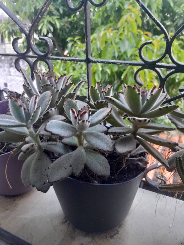 Identificação da planta Planta-panda por foto
