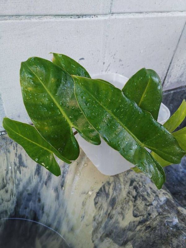 Identificação da planta Imbé por foto