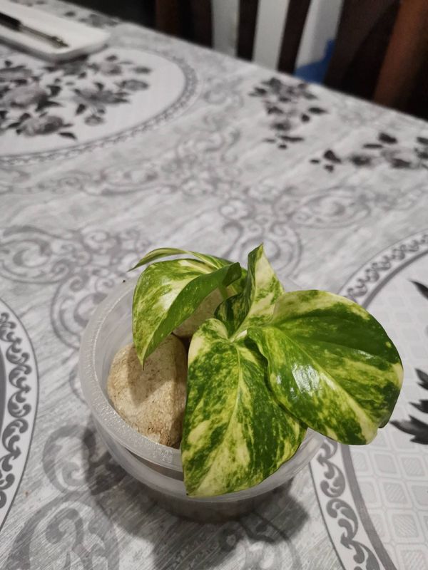 Identificação da planta Jiboia por foto