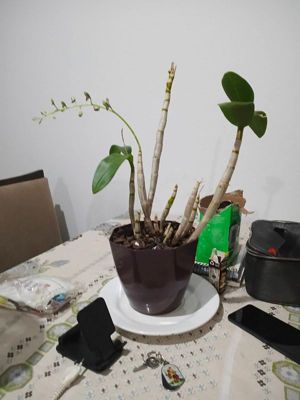 Identificação da planta Orquídea bambu por foto