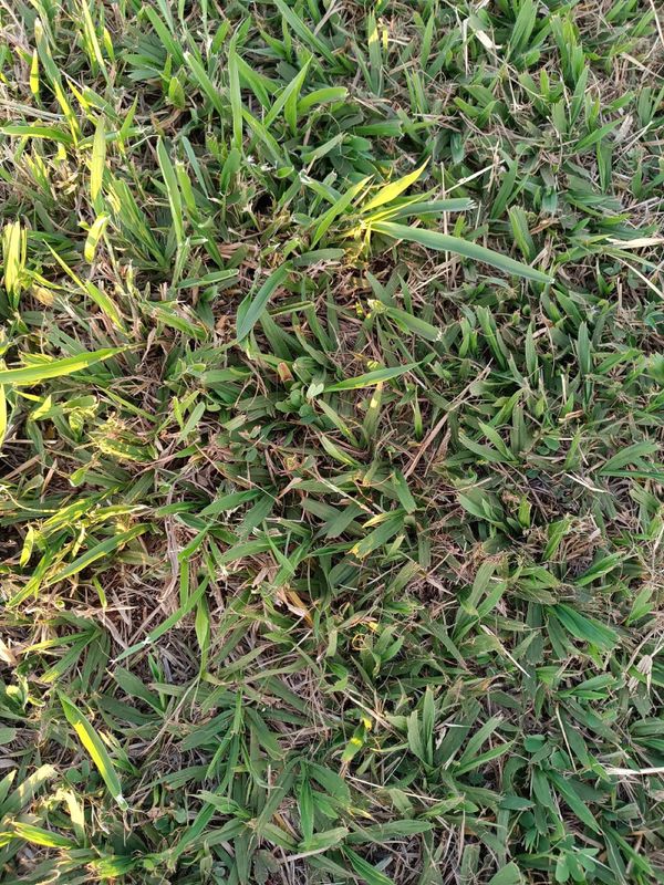Identificação da planta Grama-esmeralda por foto