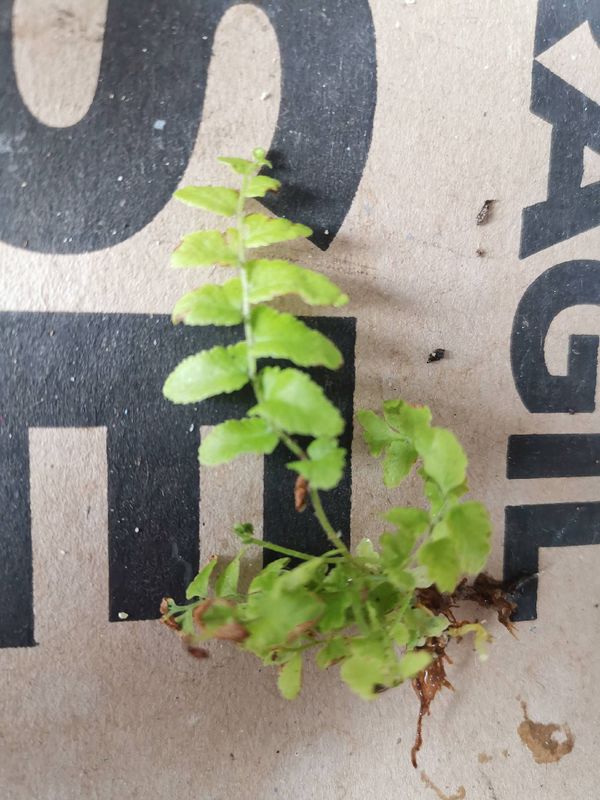 Identificação da planta Asplenium platyneuron por foto