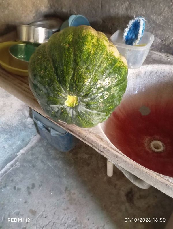 Identificação da planta Abóbora moranga por foto
