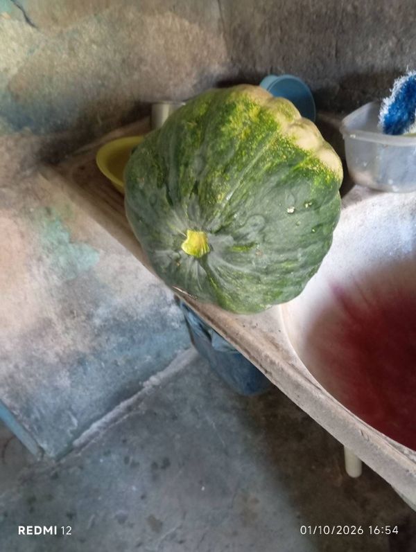 Identificação da planta Abóbora moranga por foto