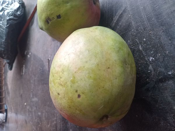 Identificação da planta Manga por foto
