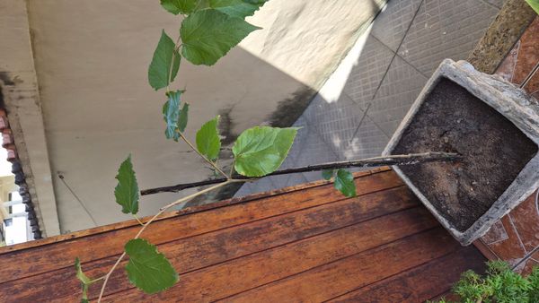 Identificação da planta Amora-do-mato por foto