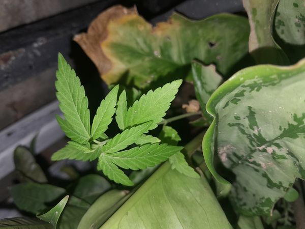 Identificação da planta Maconha por foto
