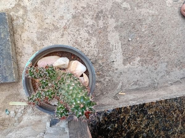 Identificação da planta Sem nome popular conhecido por foto
