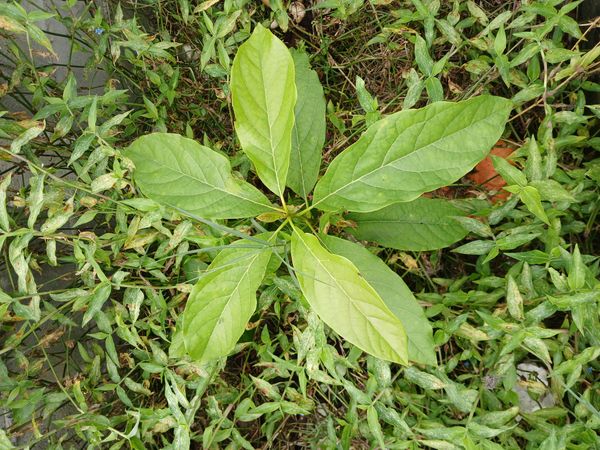 Identificação da planta Abacate por foto