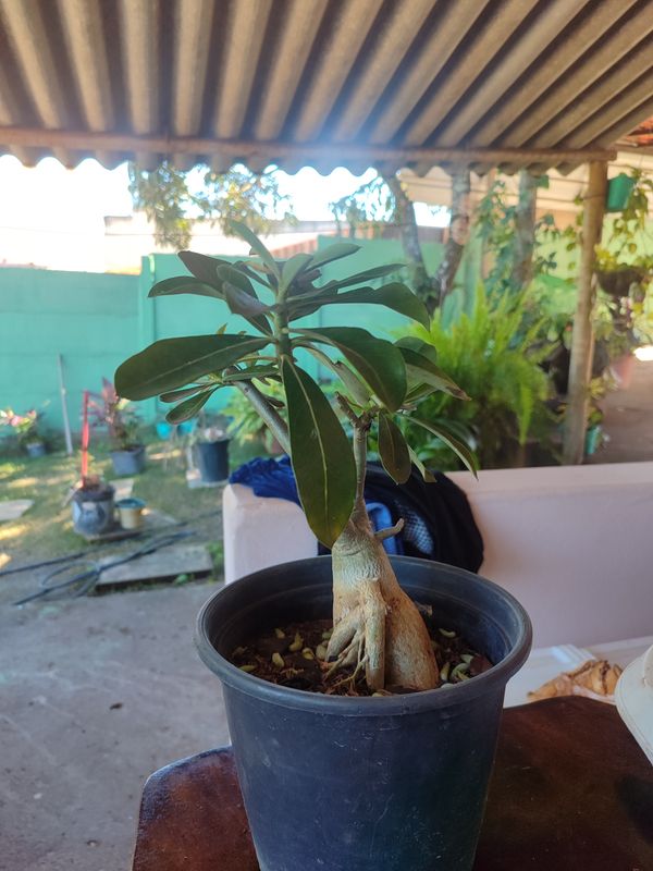 Identificação da planta Rosa do deserto por foto