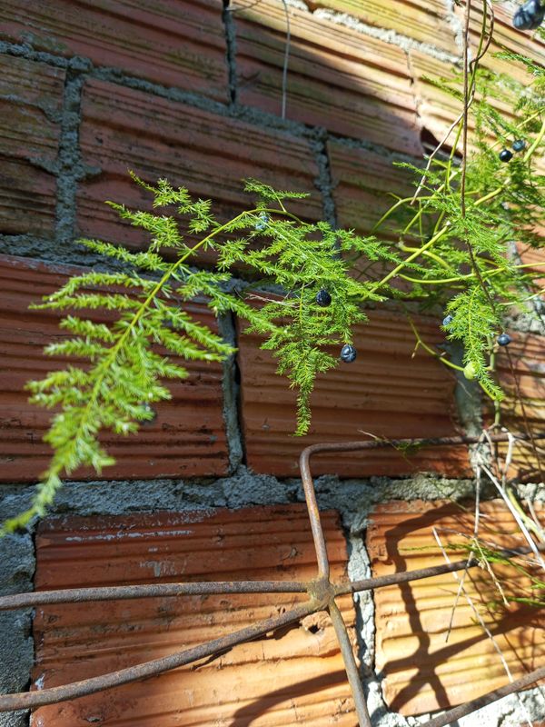 Identificação da planta Aspargo-samambaia por foto