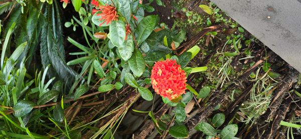 Identificação da planta Ixora por foto