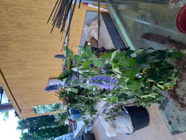 Identificação da planta Verônica por foto