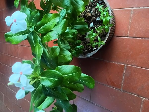 Identificação da planta Vinca por foto
