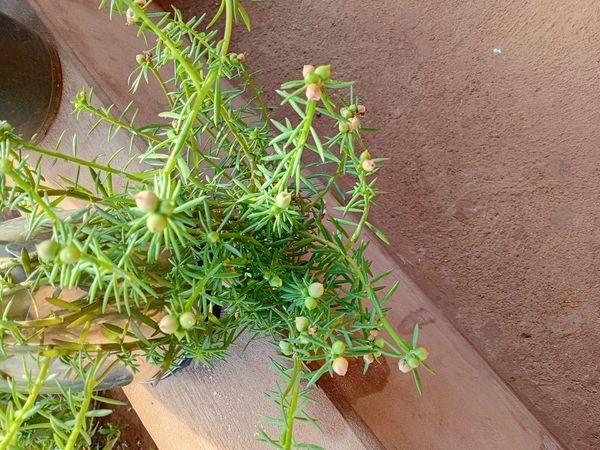 Identificação da planta Onze horas por foto