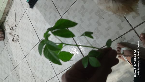 Identificação da planta Mussambê por foto
