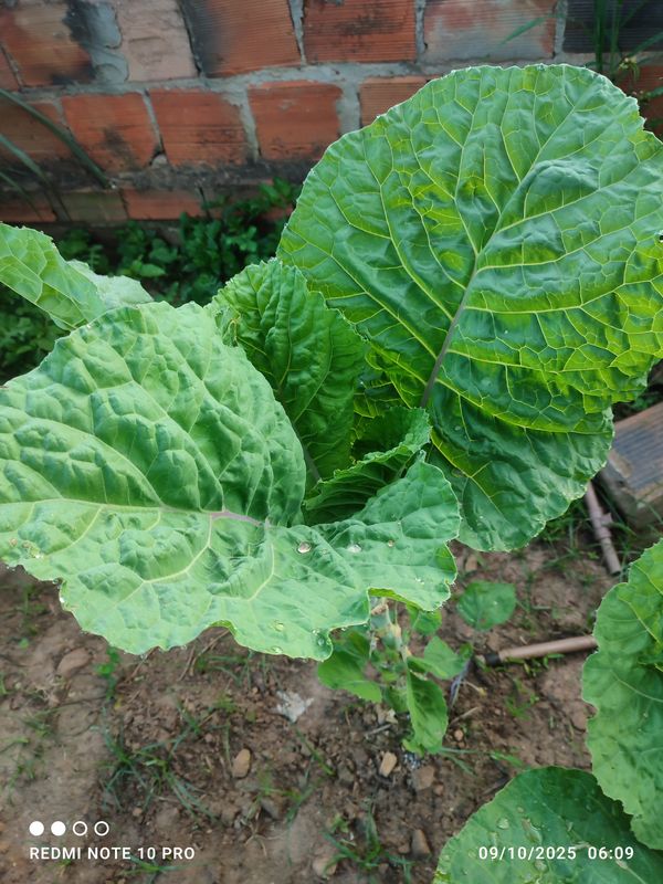Identificação da planta Couve por foto