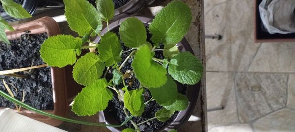 Identificação da planta Rábano por foto