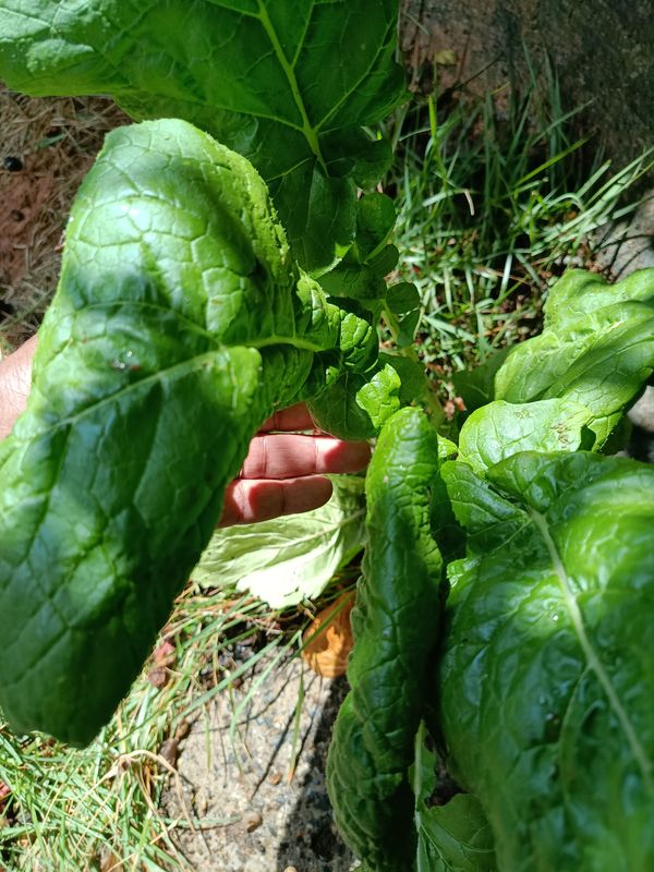 Identificação da planta Espinafre por foto