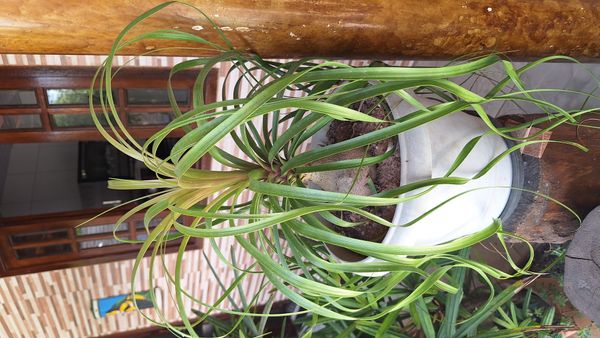 Identificação da planta Pata-de-elefante por foto